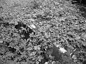 Autofriedhof - 059